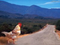 Por que o frango atravessou a estrada?